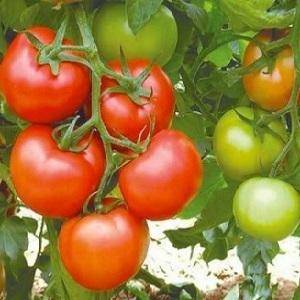 Томат краснобай: рекордноурожайный, среднепоздний и индетерминантный