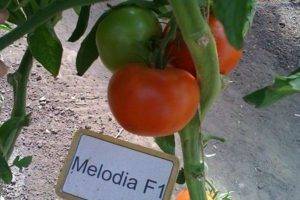 Томаты кибо f1: характеристика сорта и особенности выращивания