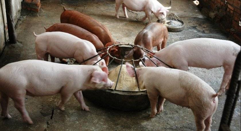 Самый эффективный откорм свиней