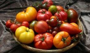 Что такое томат непас (непасынкующийся), чем он хорош, как его выращивают и какие сорта считаются самыми лучшими
