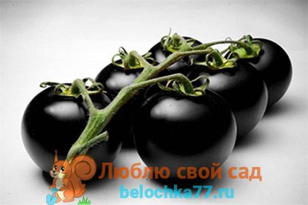 Описание сорта томата Бизон черный и его характеристики