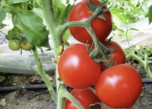 Как посадить и вырастить томат любовь