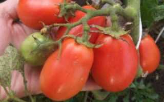 Описание сорта томата Любовь земная и его характеристики