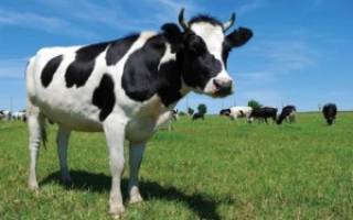 Причины белых выделений у коровы после осеменения