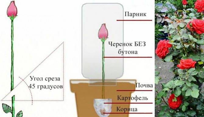 Роза из черенка в домашних условиях. как правильно вырастить цветок?