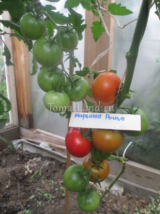 Описание сорта помидора воевода, его выращивание и уход