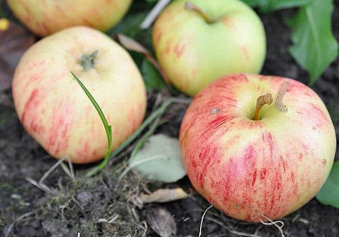 Описание яблони сорта Успенское и характеристики, преимущества и недостатки