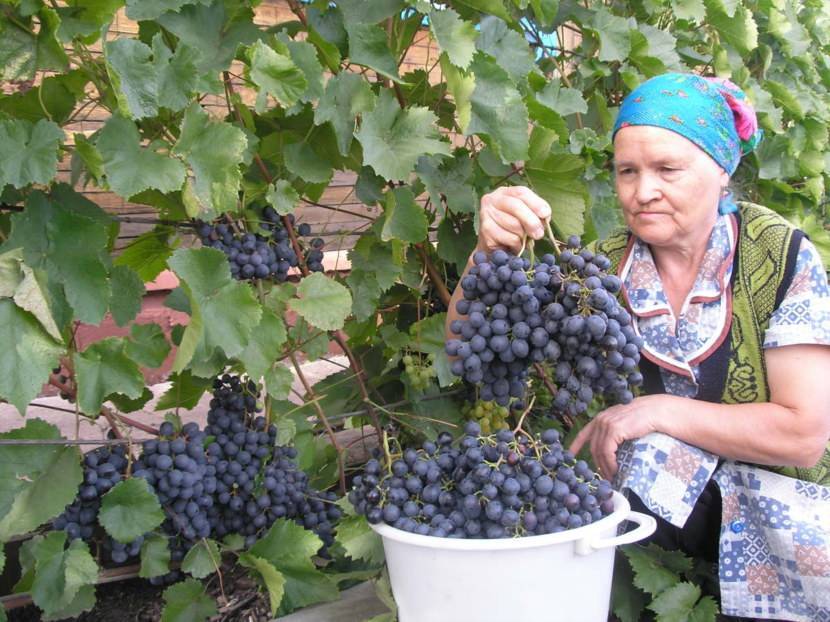 Выращивание винограда агат донской