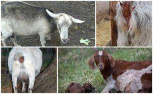Как выглядит коза: общее описание и разновидности пород, как выбрать
