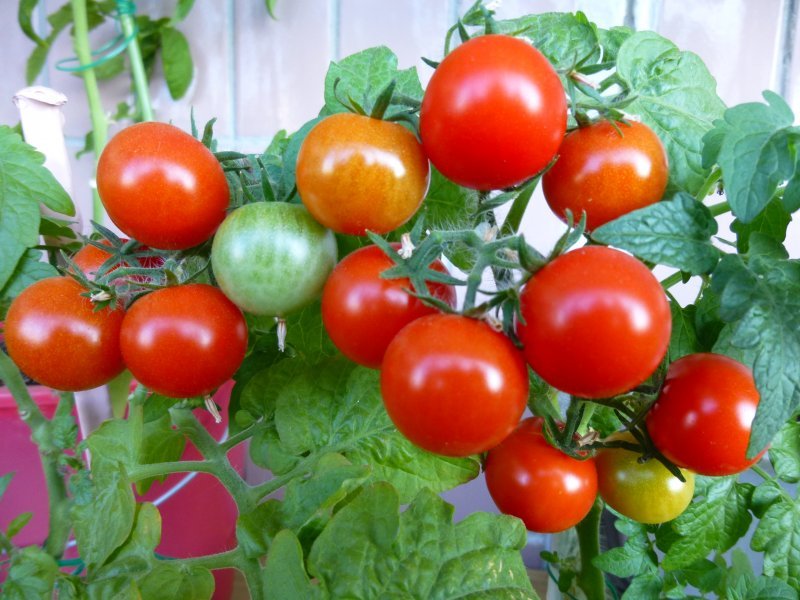 Описание сорта томата пиноккио, его характеристика и урожайность