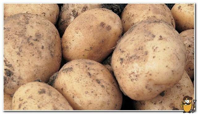 Сорт картофеля «санте»: характеристика, описание, урожайность, отзывы и фото