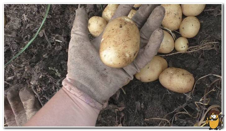 Описание сорта картофеля Зекура, его характеристика и урожайность 