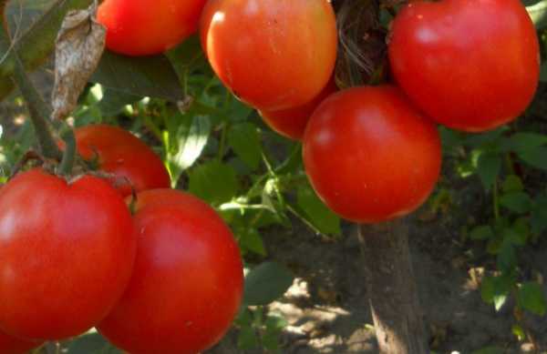 Сорт для любителей овощей — томат марфушечка душечка: описание помидоров и характкристики