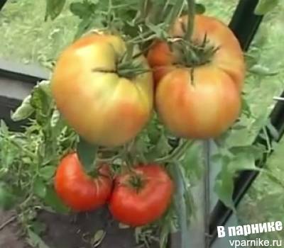 Пикировка томатов ганичкина – описание метода с видео