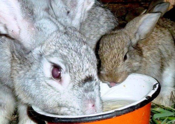 У кроликов вздутие живота: симптомы и лечение