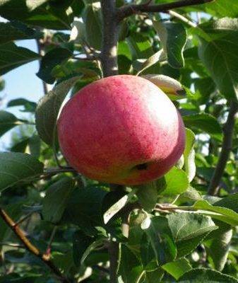 Яблоня беркутовское: особенности сорта и ухода