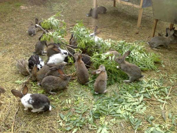 Способы кормления крольчат без крольчихи