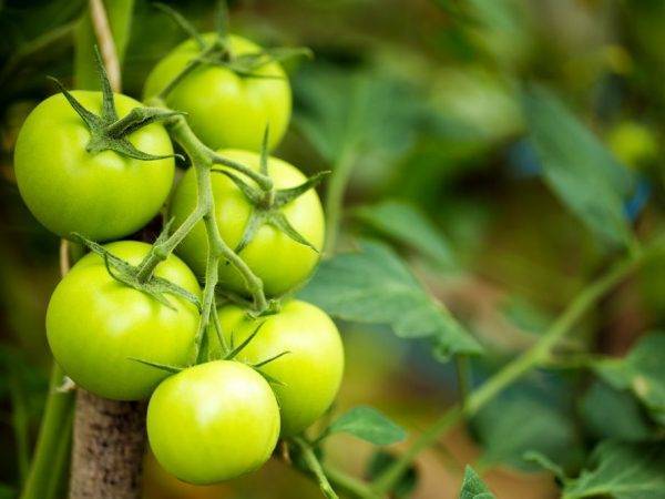 Характеристика сорта томатов белле f1
