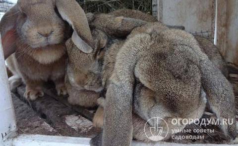 Описание кроликов породы французский баран