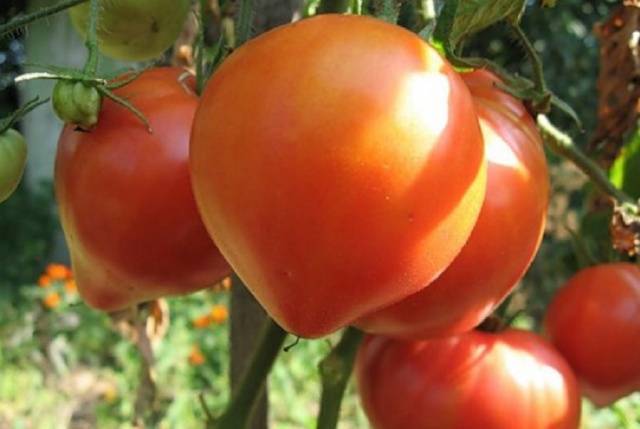 Гибрид томата «розовое чудо f1»: фото, видео, отзывы, описание, характеристика, урожайность