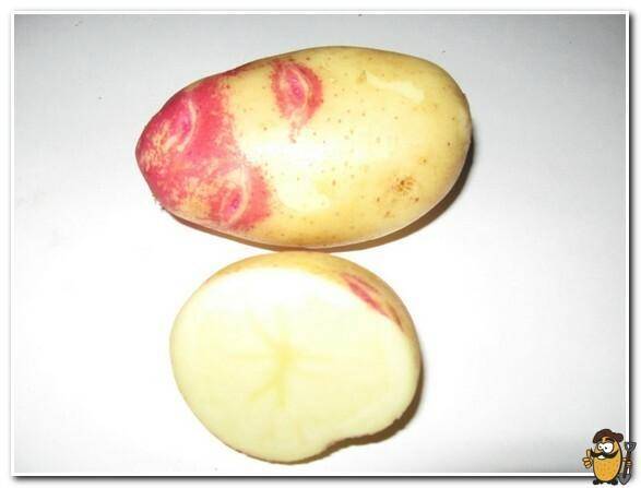 Картофель иван да марья — описание сорта, фото, отзывы, посадка и уход
