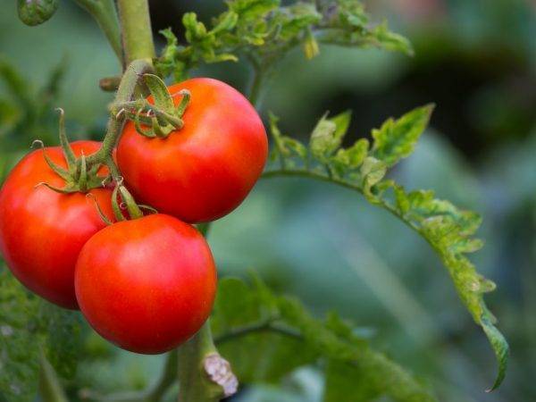Лучшие помидоры на ваших грядках: сорта серии малиновое чудо
