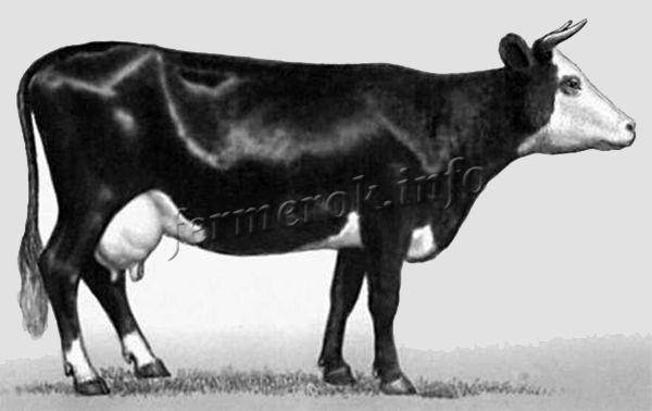 Швицкая порода коров: плюсы и минусы
