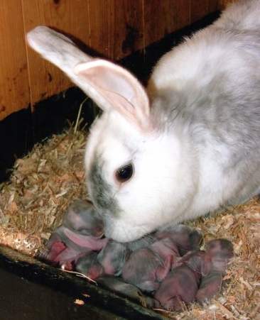 Все самое интересное о новорожденных крольчатах