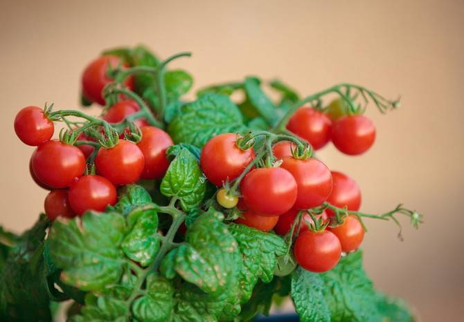 Как вырастить помидоры на подоконнике: посадка и уход за домашними томатами