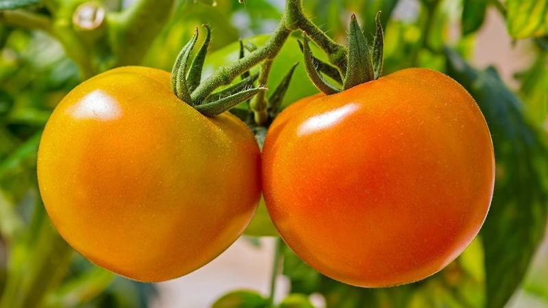 Сладкие, но диетические плоды — томат сахар оранжевый: описание сорта и характеристики