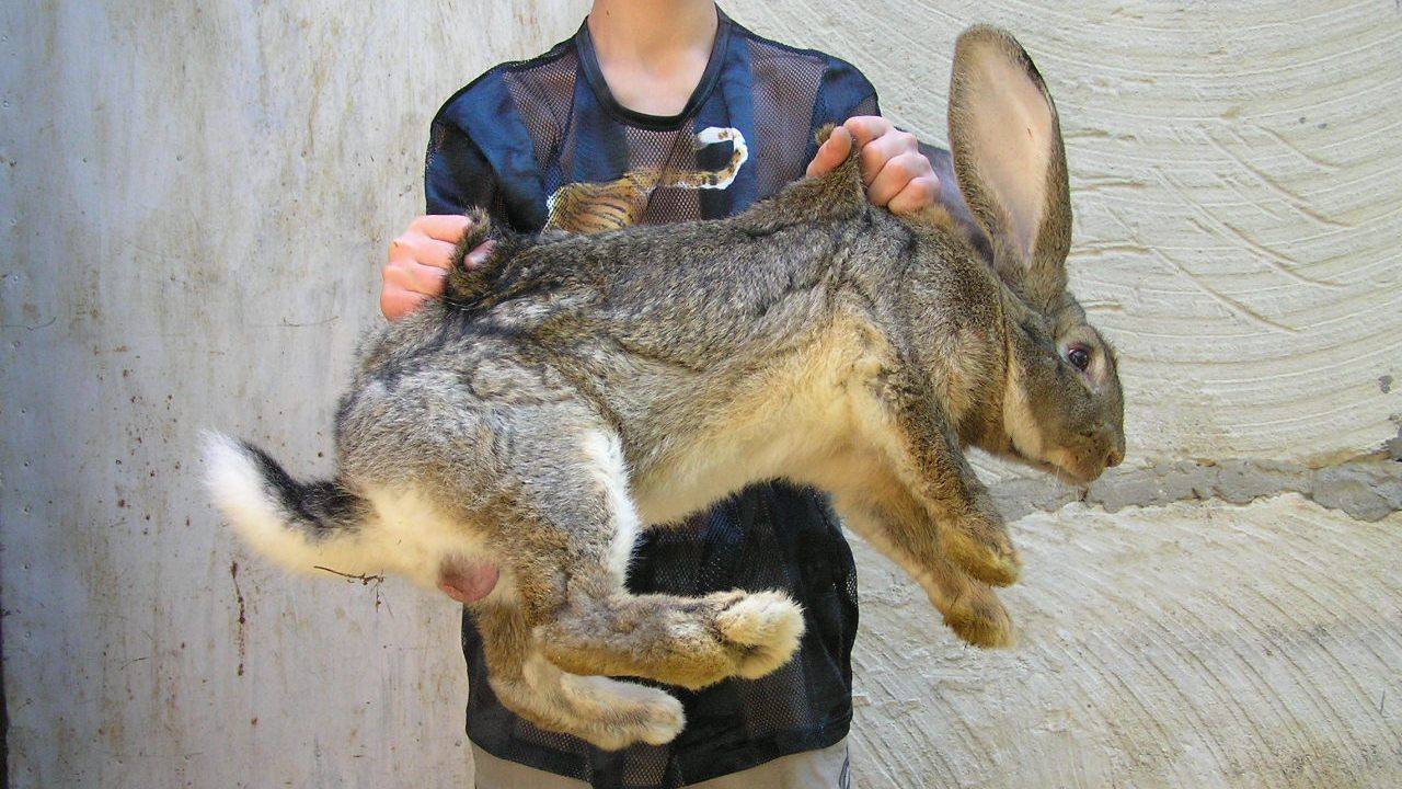 Особенности содержания и разведения кроликов фландр в домашних условиях