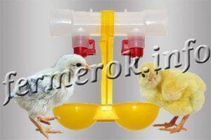 Схема пропойки цыплят-бройлеров антибиотиками и витаминами, рекомендуемые препараты — изучаем детально