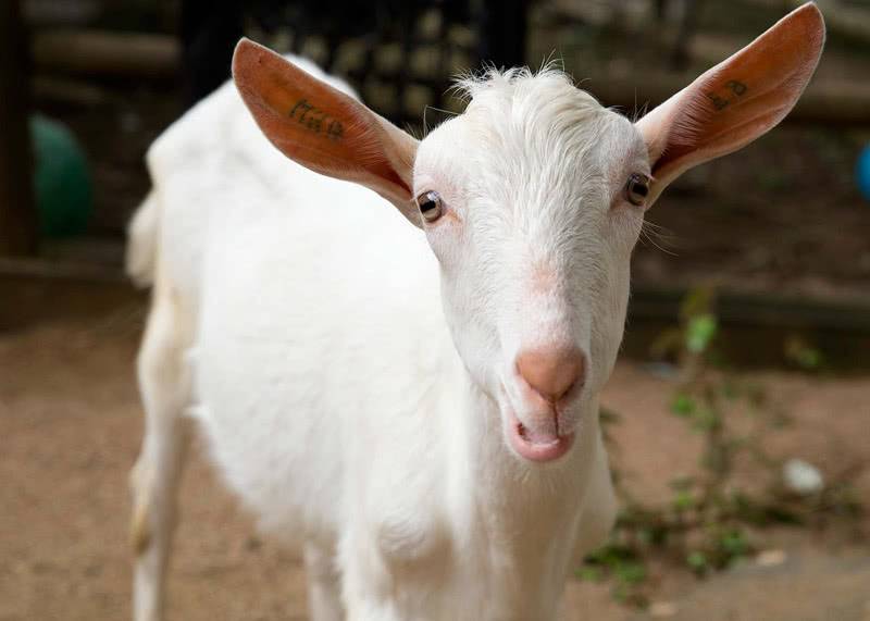 Популярные породы коз