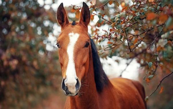 Пегая лошадь: какой это цвет, история и уход