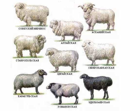 Что такое станция овец в австралии