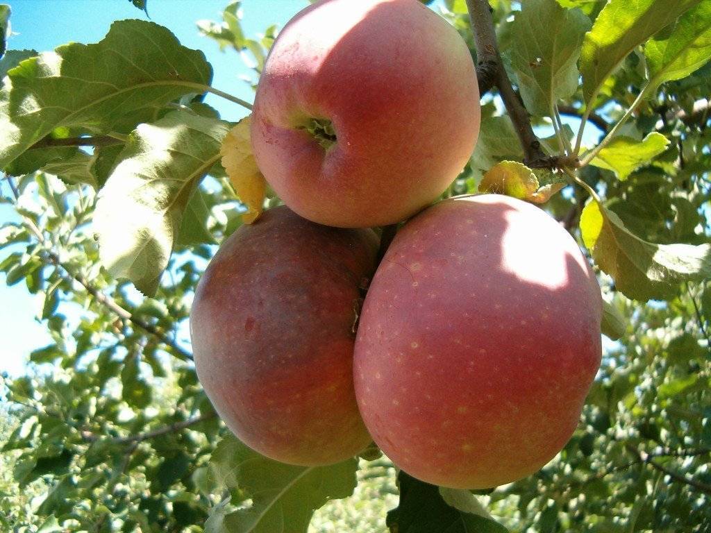 Условия выращивания и описание яблони апорт