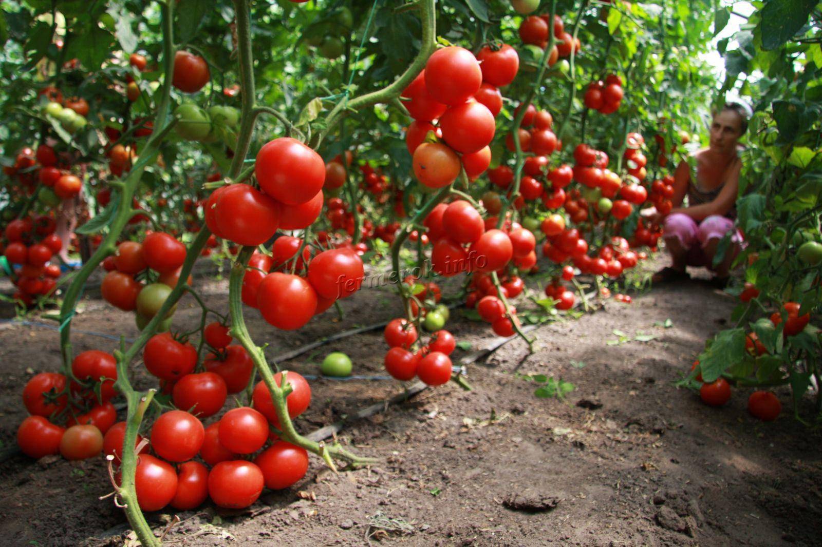 Томат куум: описание и характеристика сорта, урожайность с фото