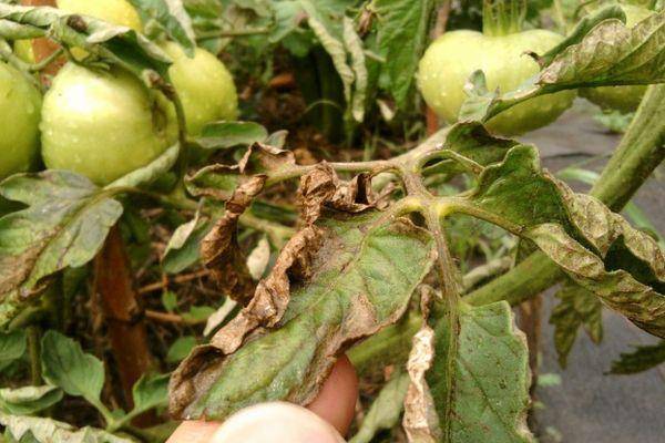 Кладоспориоз (бурая пятнистость) томатов: фото, лечение