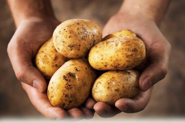 Польза и вред ботвы картофеля