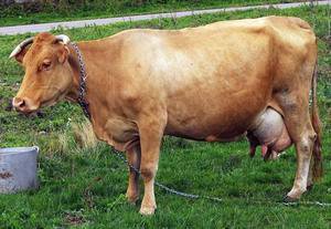Молочное животноводство: породы и особливосты содержания