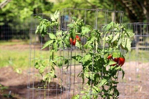 Правильная подвязка помидор – залог хорошего урожая