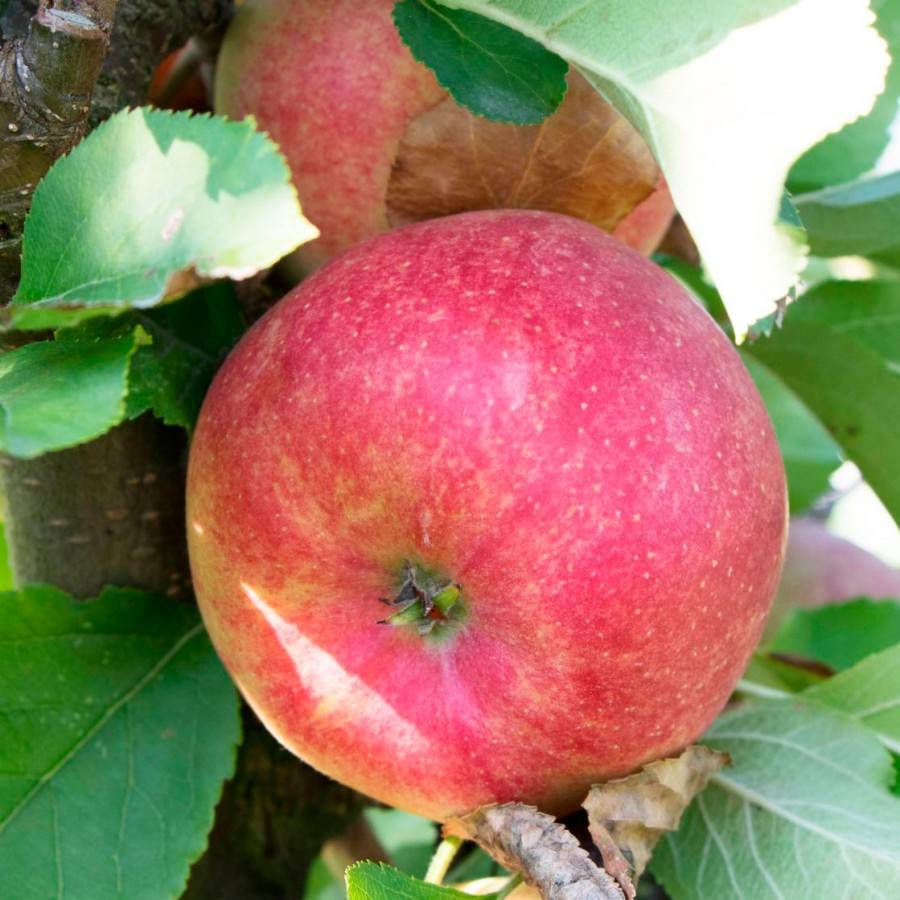 Топ-9 самых вкусных яблок зимних сортов с фото
