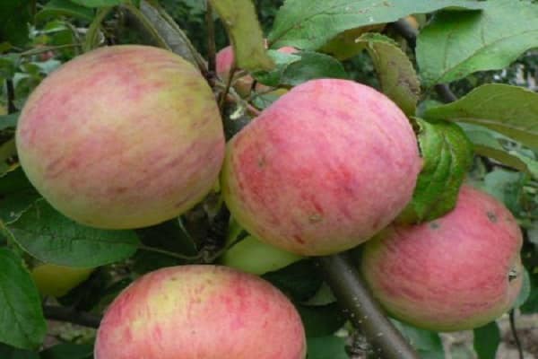 Описание сорта яблони Витязь и вкусовые характеристики плодов, урожайность