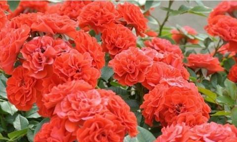 Чайные и чайно-гибридные розы – в чем разница?