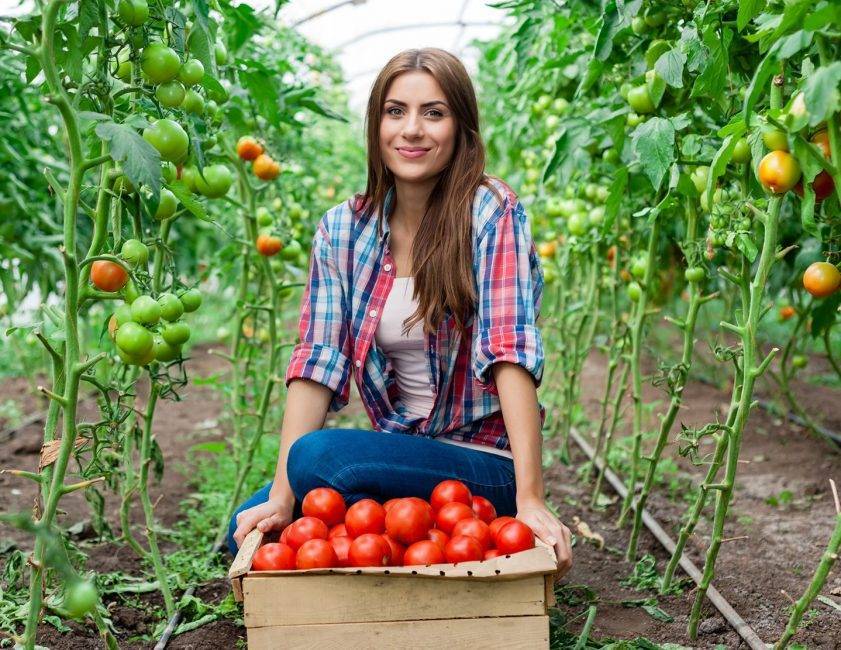 5 легендарных томатов – от советских времен до наших дней