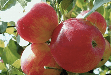 Яблоня "серебряное копытце": описание сорта и агротехника выращивания