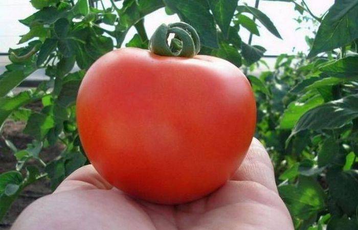Характеристика и описание томата «непасынкующийся»