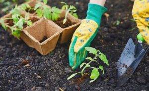 Секреты посадки и выращивания перца в грунте, теплице и дома