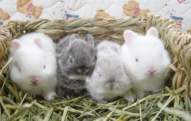 Как выкармливать крольчонка без крольчихи: инструкции и рекомендации