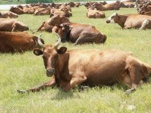 Симптомы и лечение трихомоноза у коров